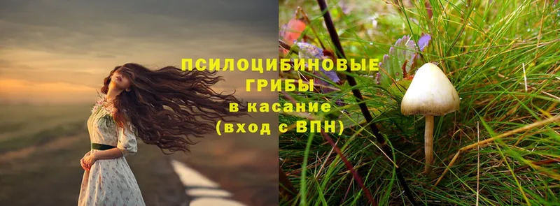 где продают наркотики  Мегион  Псилоцибиновые грибы Psilocybe 